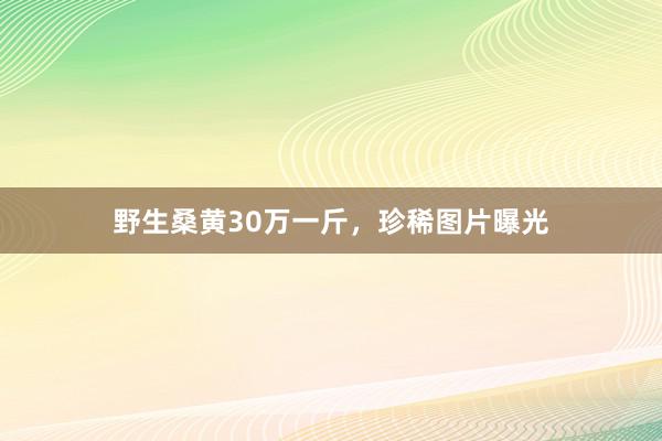 野生桑黄30万一斤，珍稀图片曝光